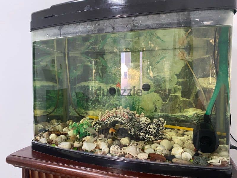 Expat leaving: Aquarium for sale 1