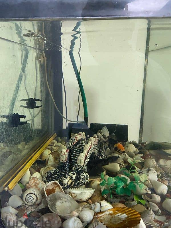 Expat leaving: Aquarium for sale 3