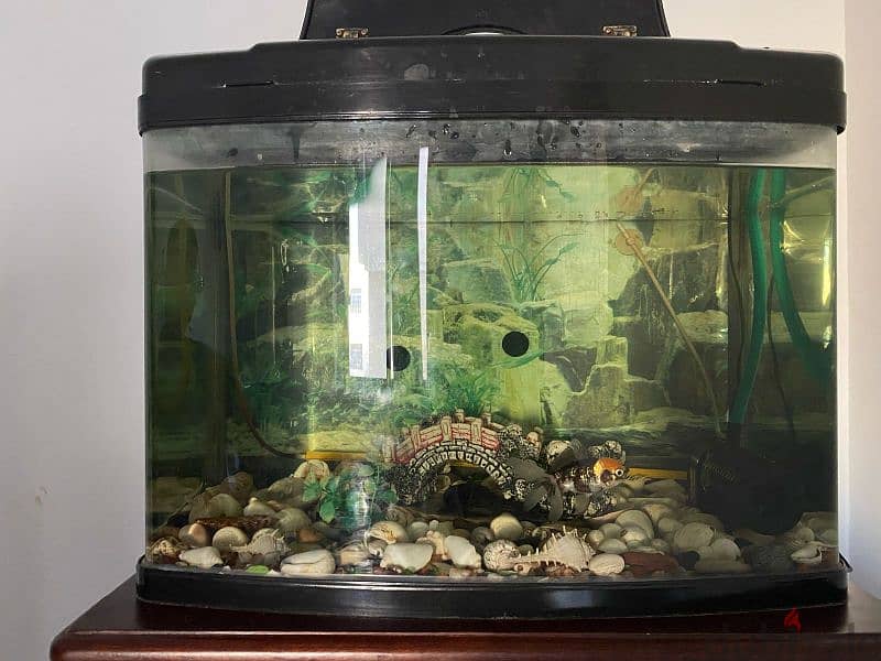 Expat leaving: Aquarium for sale 6