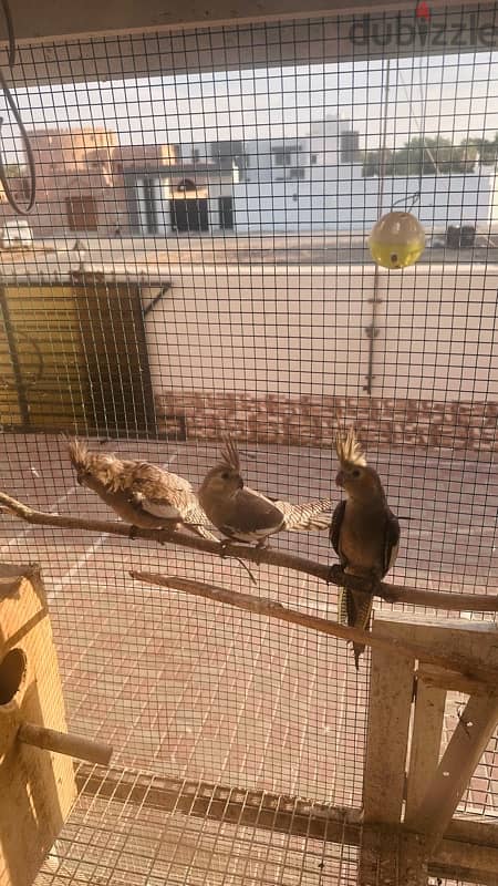 Cocktiel Home bread 8months to 1 year old per piece 10 4