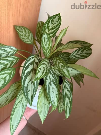 Indoor plants with pot