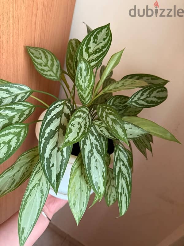 Indoor plants with pot 0