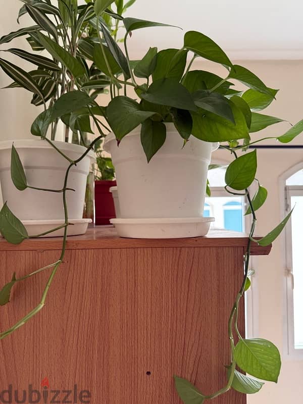 Indoor plants with pot 1