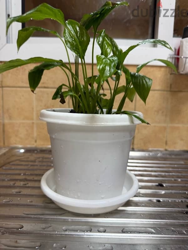 Indoor plants with pot 3