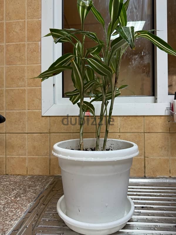 Indoor plants with pot 4