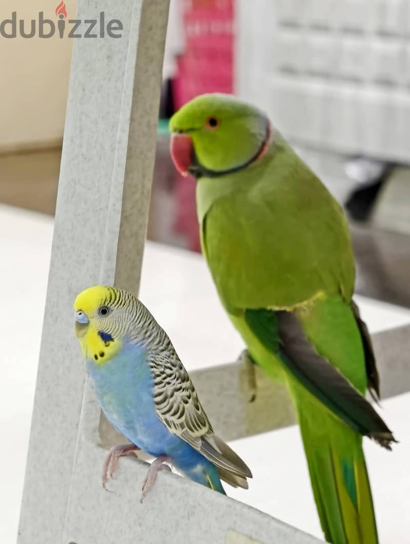 love bird urgenly sale 2