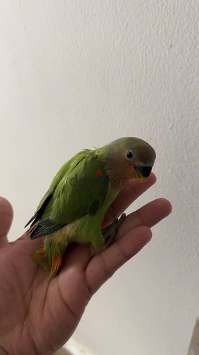 Opaline  lovebird baby