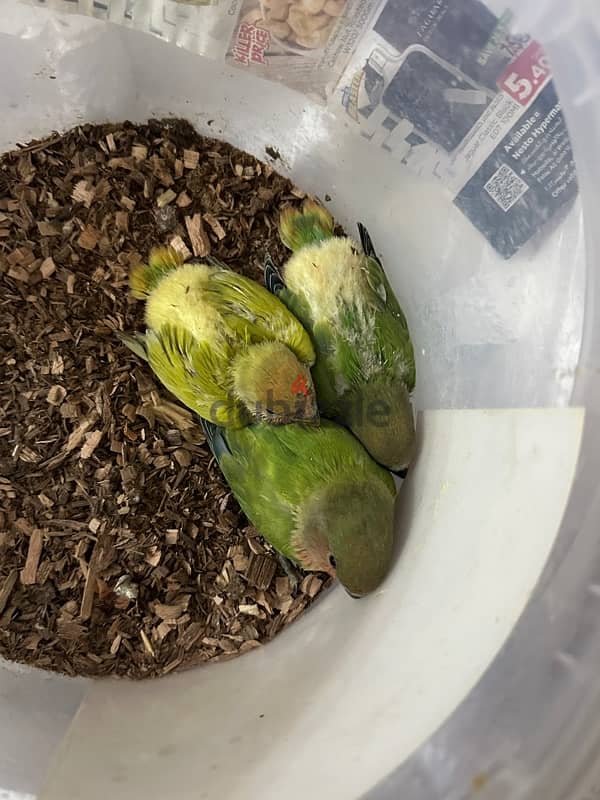 Opaline  lovebird baby 1