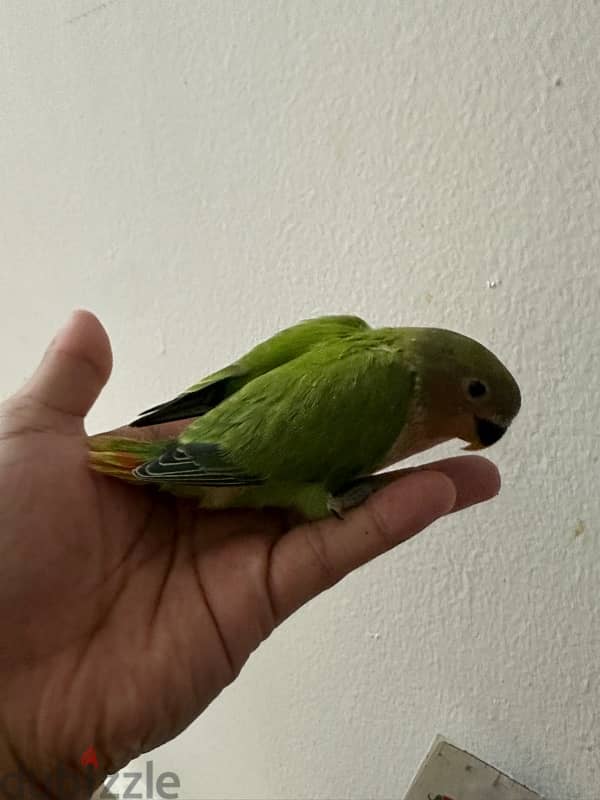 Opaline  lovebird baby 2