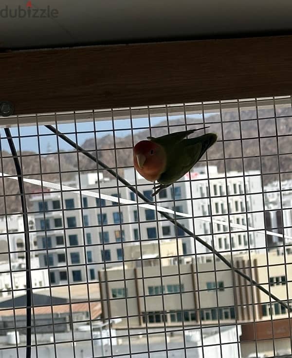 Opaline  lovebird baby 3