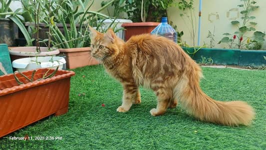 Maincoon cats for a low price