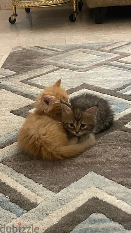 Kittens (Half Himalayan) - 1 Month Old 1