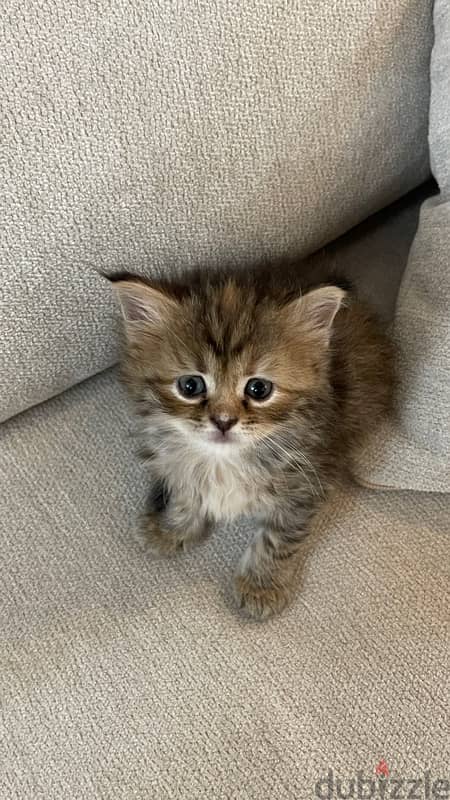 Kittens (Half Himalayan) - 1 Month Old 3