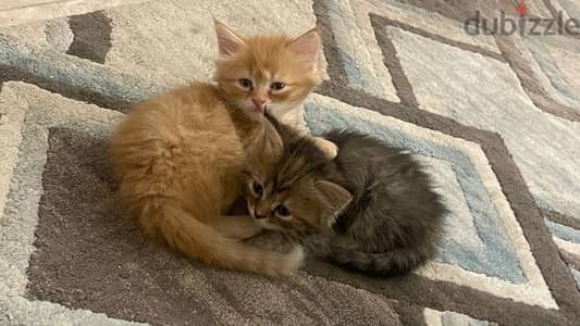 Kittens (Half Himalayan) - 1 Month Old