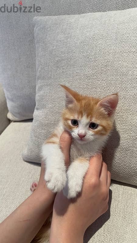 Kittens (Half Himalayan) - 1 Month Old 4