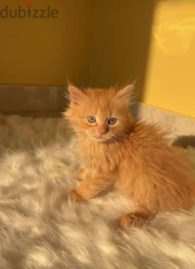 Persian Kitten 1.5 month old