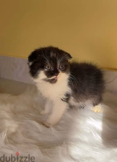 Scottish Fold 1.5 month old