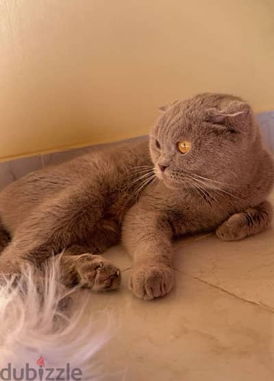 Pure Scottish Fold Female