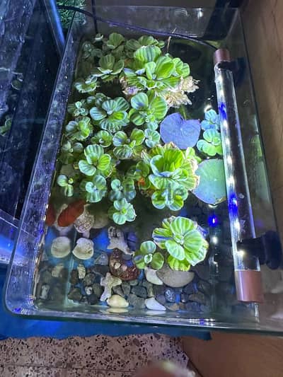 planted aquarium