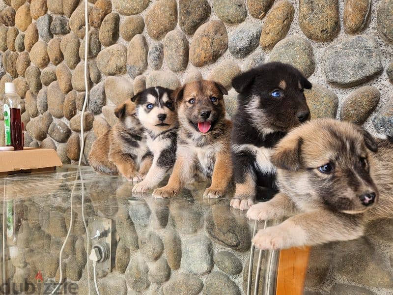 Husky puppies for sale 1