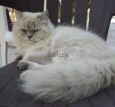 ragdoll male cat