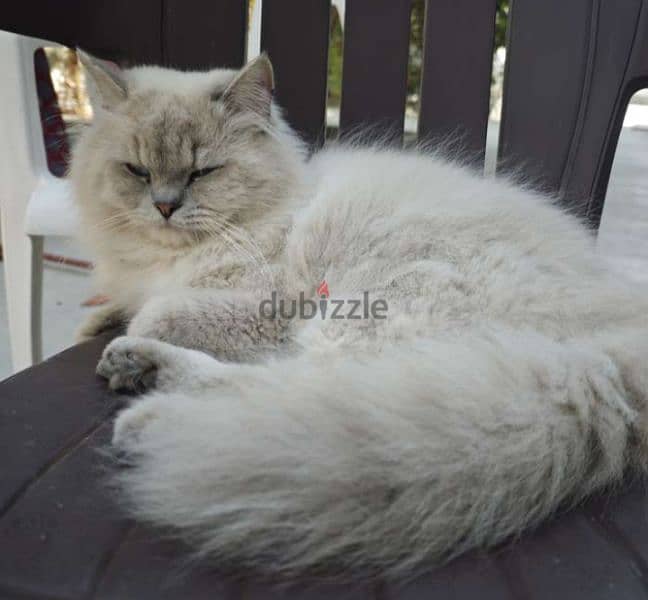 ragdoll male cat 0