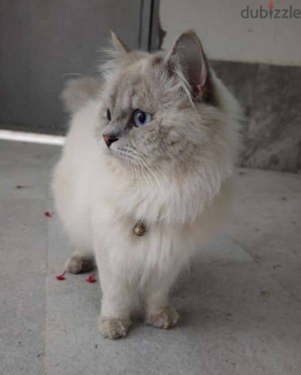 ragdoll male cat 1