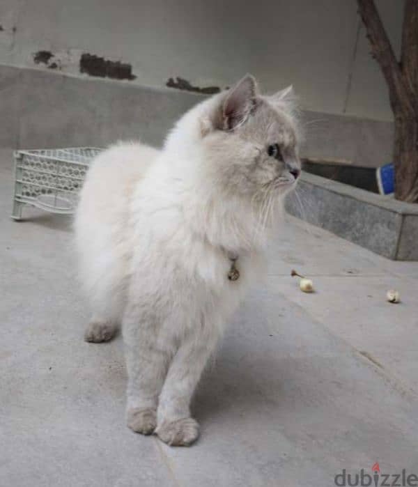 ragdoll male cat 2