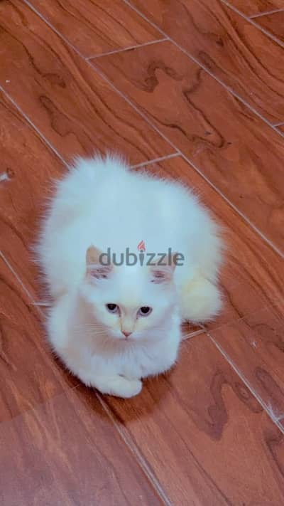 famle cat 5 months old so cute and active