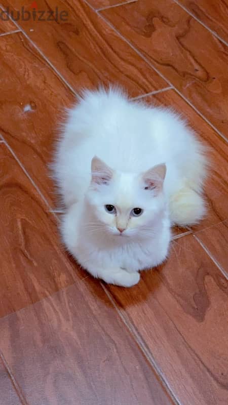 famle cat 5 months old so cute and active 1