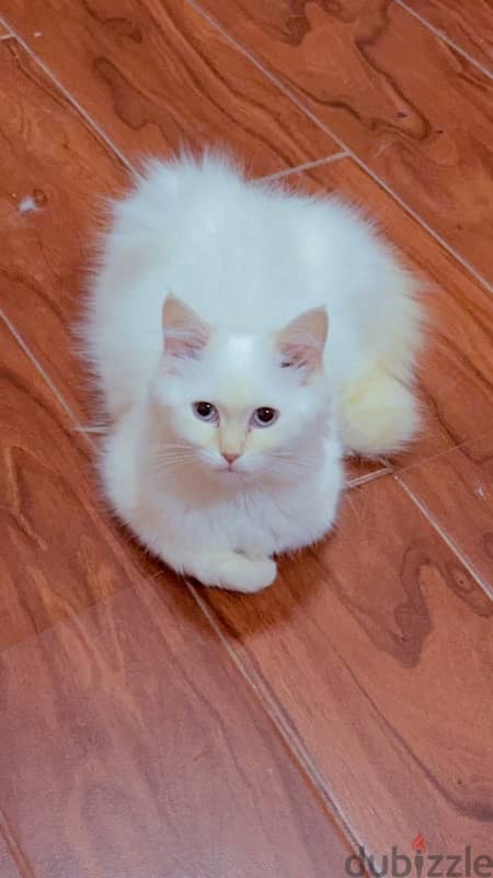 famle cat 5 months old so cute and active 2