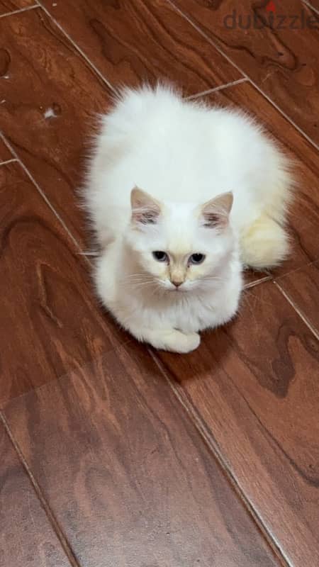 famle cat 5 months old so cute and active 3