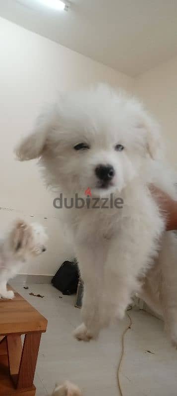 Spitz puppy for sale