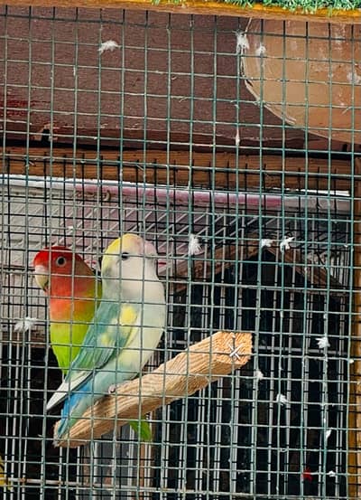 roze breeding pair green opalin male female