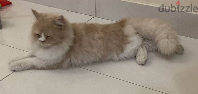 Persian Mix Cat - 5 months old for Adoption