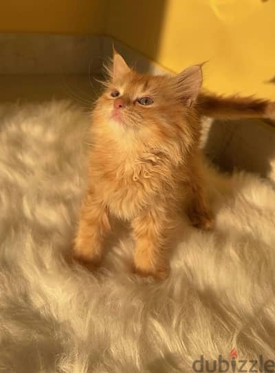 Persian Kitten 1.5 month old