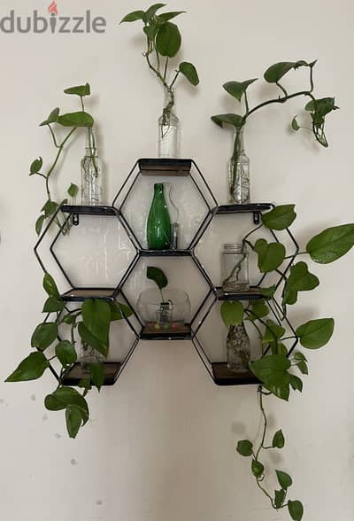 Freshly grown Money plants with glass planters + Hexagone wall shelf