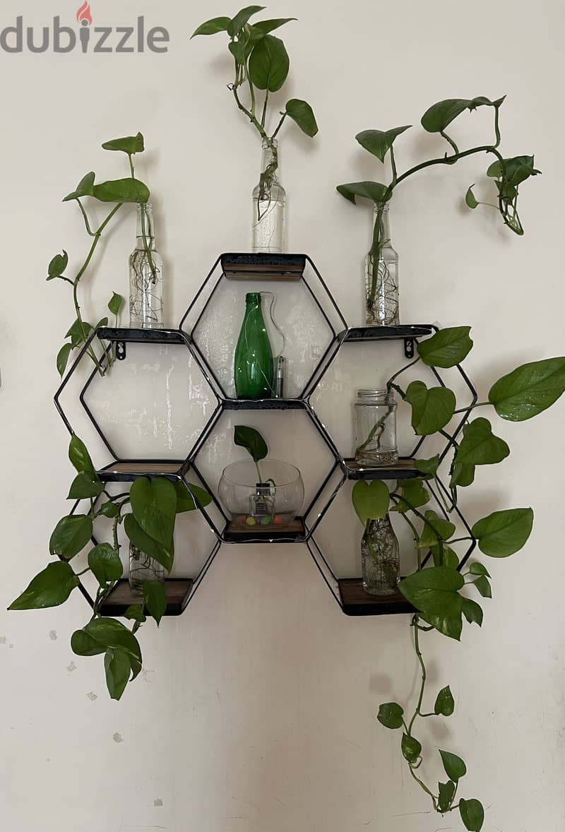 Freshly grown Money plants with glass planters + Hexagone wall shelf 0