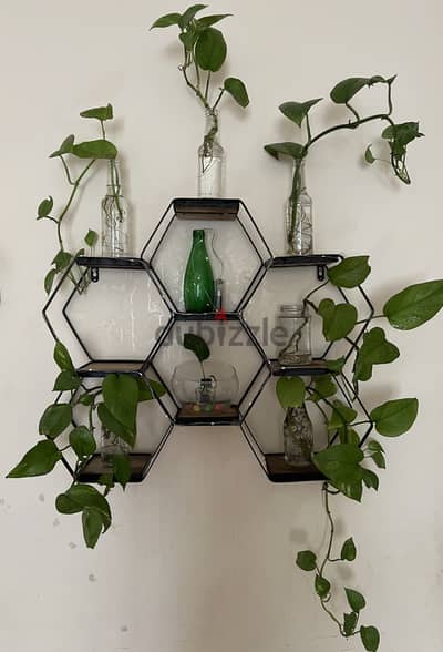 6 Moneyplants + Steel hexagone shelf