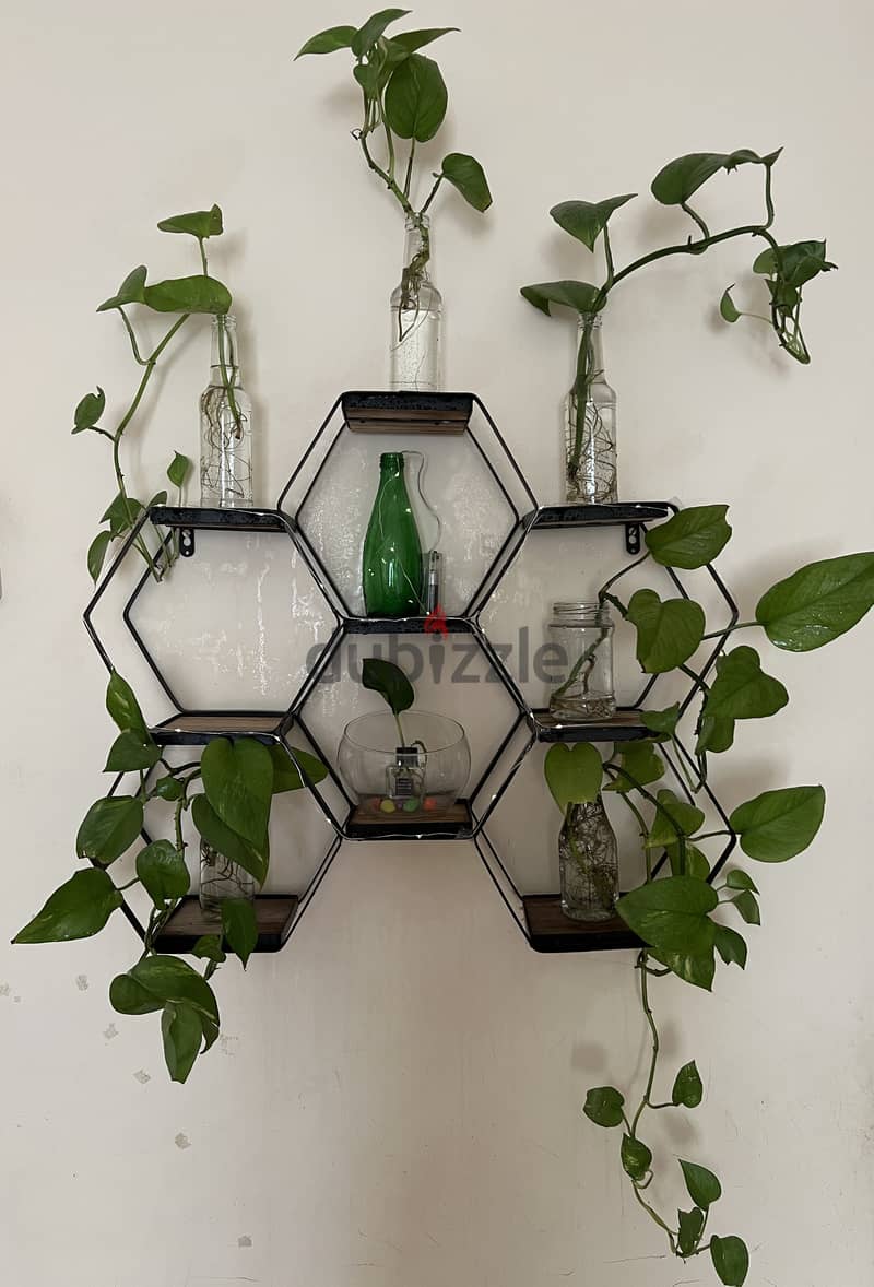 6 Moneyplants + Steel hexagone shelf 0