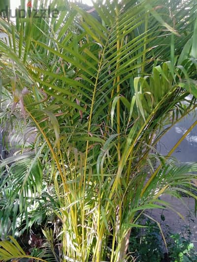 Areca palm and other indoor/outdoor plants