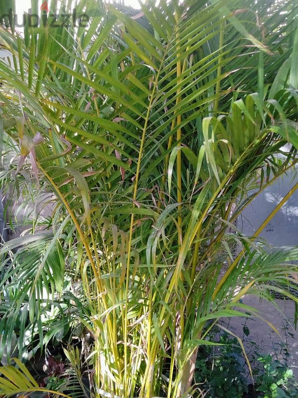 Areca palm and other indoor/outdoor plants 0