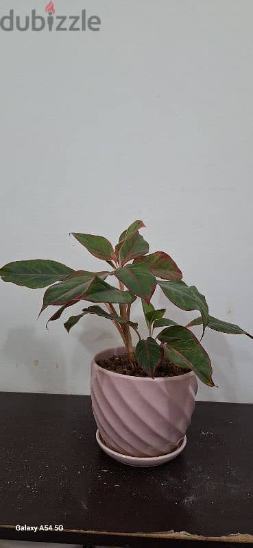 Healthy indoor plant