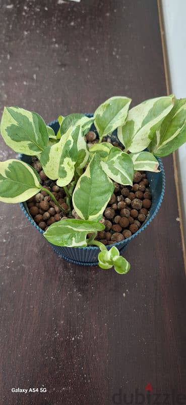 Pothos pothos indoor plant