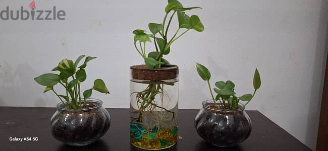 Money plant with glass bowls