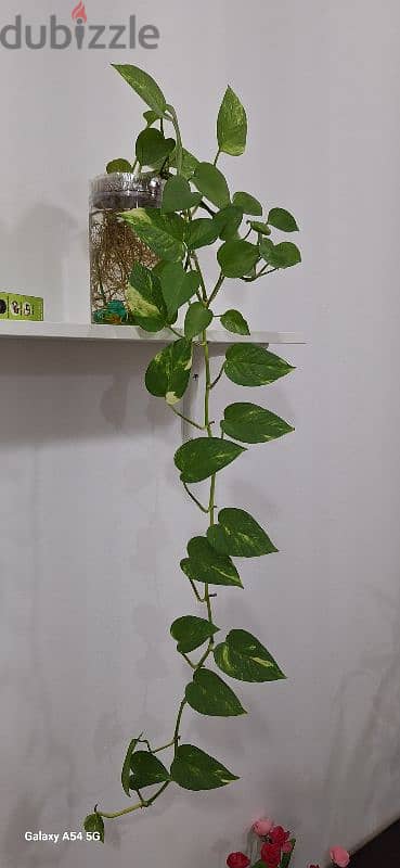 Healthy, growing money plant