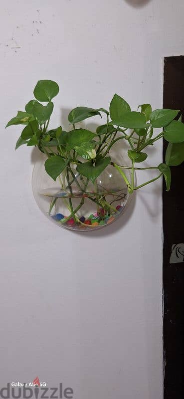 money plant wall hanging vase