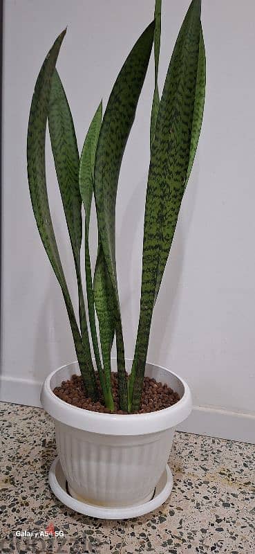 snake plant