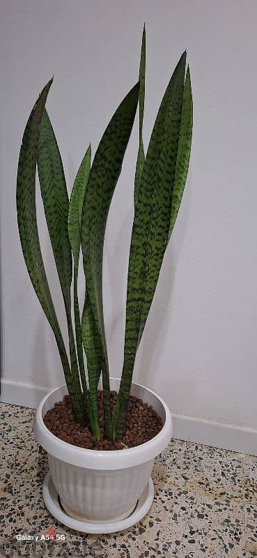 snake plant 1