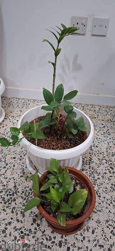 indoor plants